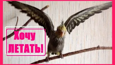 Научиться летать...