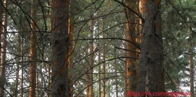 Творчество детей логопедической группы «Детские рассказы про птиц» (7  фото). Воспитателям детских садов, школьным учителям и педагогам - Маам.ру