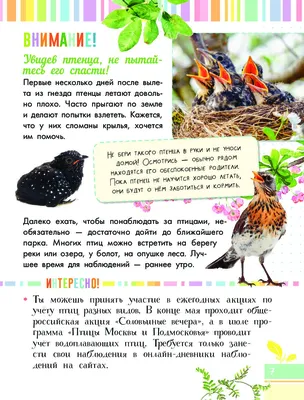 Городские ПТИЦЫ Южной Флориды