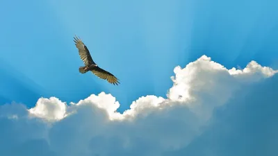 Красивый парень плывёт на яхте и…» — создано в Шедевруме