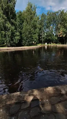Как выглядят детские ясли у пингвинов на антарктической станции ''Академик  Вернадский'' – фото