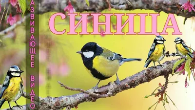 Московка, лазоревка и пухляк: шесть видов синиц можно увидеть в столице  зимой | Новости Москвы