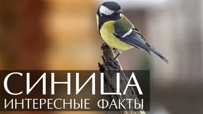синица :: птицы / смешные картинки и другие приколы: комиксы, гиф анимация,  видео, лучший интеллектуальный юмор.