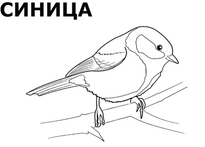 Симпатичная Яйцевидная Большая Птица — стоковая векторная графика и другие  изображения на тему Большая синица - Большая синица, Весна, Птица - iStock