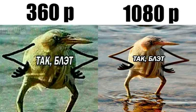 Так блэт (птица с руками) | Смешные мемы, Веселые мемы, Мемы