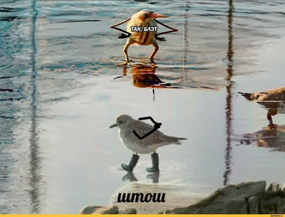 Так блэт (птица с руками)