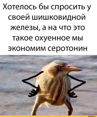 Так блэт! : r/Pikabu