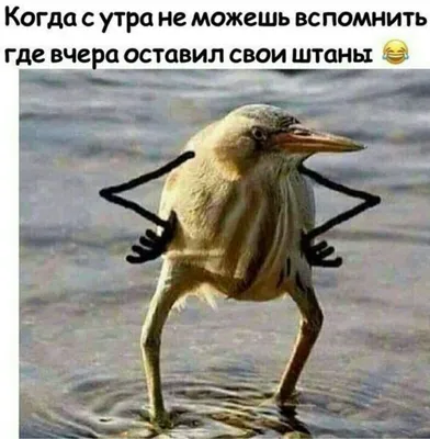 Так блэт (птица с руками)