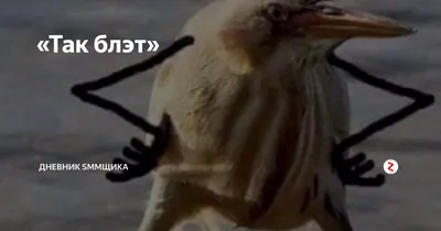 Так блэт, Навальный