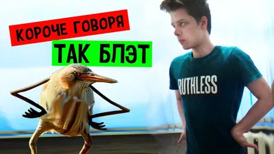 Сова :: так блэт :: птицы / смешные картинки и другие приколы: комиксы, гиф  анимация, видео, лучший интеллектуальный юмор.