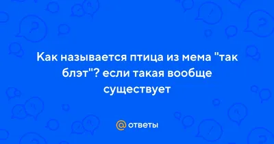 Тяжело быть птицей в Петербурге