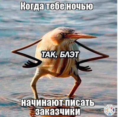 Пикабу - «Так, блэт» на максималках #птицы #сапсан | Facebook