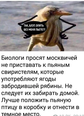 Самые яркие и красивые птицы