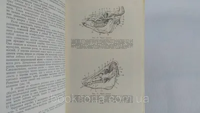 Симпатичный силуэт пингвина, стоящий на белом фоне. дизайн силуэта дикой  нелетающей птицы. травоядные пингвины, стоящие в разных позах. коллекция  силуэтов всего тела пингвинов. | Премиум векторы