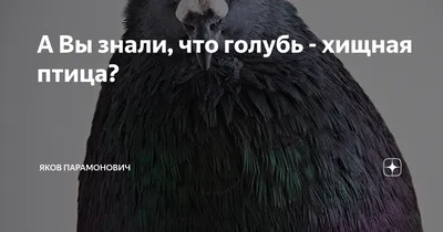 48—5. Биом саванн: Консументы