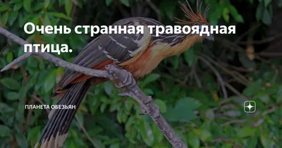 Дарвинов Нанду Нелетающая Птица — стоковые фотографии и другие картинки  Обыкновенный нанду - Обыкновенный нанду, Птица, Дарвинов нанду - iStock