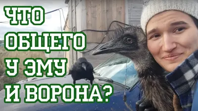 Иллюстрация 1 из 9 для Тематический словарь в картинках. Мир животных.  Домашние птицы. Дикие птицы средней полосы | Лабиринт - книги. Источник:  Лабиринт