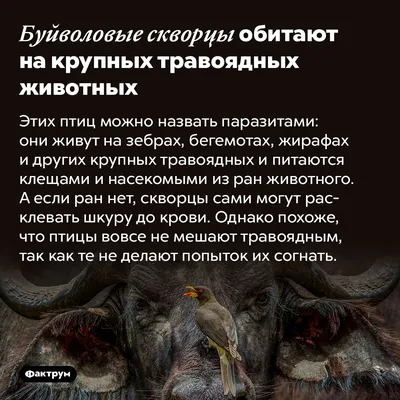 Антилопа Нилгаи Травоядное - Бесплатное фото на Pixabay - Pixabay