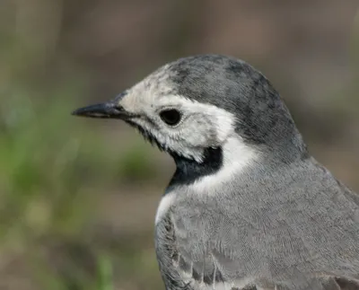 Белая трясогузка (Маскированная) - eBird