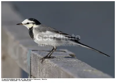 ФОТО: Белая трясогузка « Fotoparus