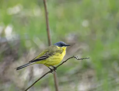 Белый Трясогузка Птица — стоковые фотографии и другие картинки 2015 - 2015,  White wagtail, Без людей - iStock