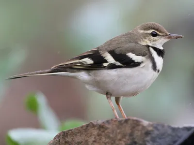 Трясогузка Птица — стоковые фотографии и другие картинки White wagtail -  White wagtail, Без людей, Великобритания - iStock