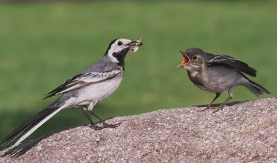 Птица Белая Трясогузка Motacilla Alba Маленькая Птица С Длинным Хвостом На  Размытом Фоне Польша Европа — стоковые фотографии и другие картинки White  wagtail - iStock