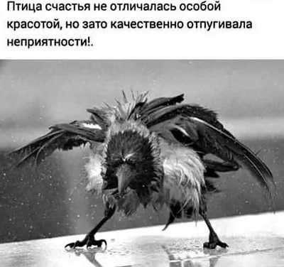 Птица счастья и удачи \"Весенняя капель\" в интернет-магазине Ярмарка  Мастеров по цене 3500 ₽ – PI61IRU | Новогодние сувениры, Омск - доставка по  России
