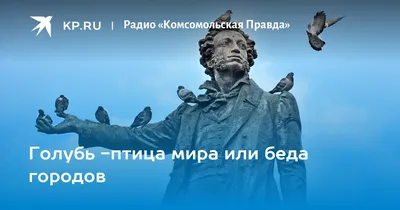 Девушка лечит и спасает птиц, попавших в беду – новости Днепра