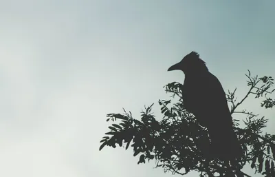Кормушка для птиц уличная Aleaplanet артикул 66502062 - «Что может быть  лучше, чем начать свой день с чашечки утреннего кофе и щебечущих птиц за  окном?» | отзывы