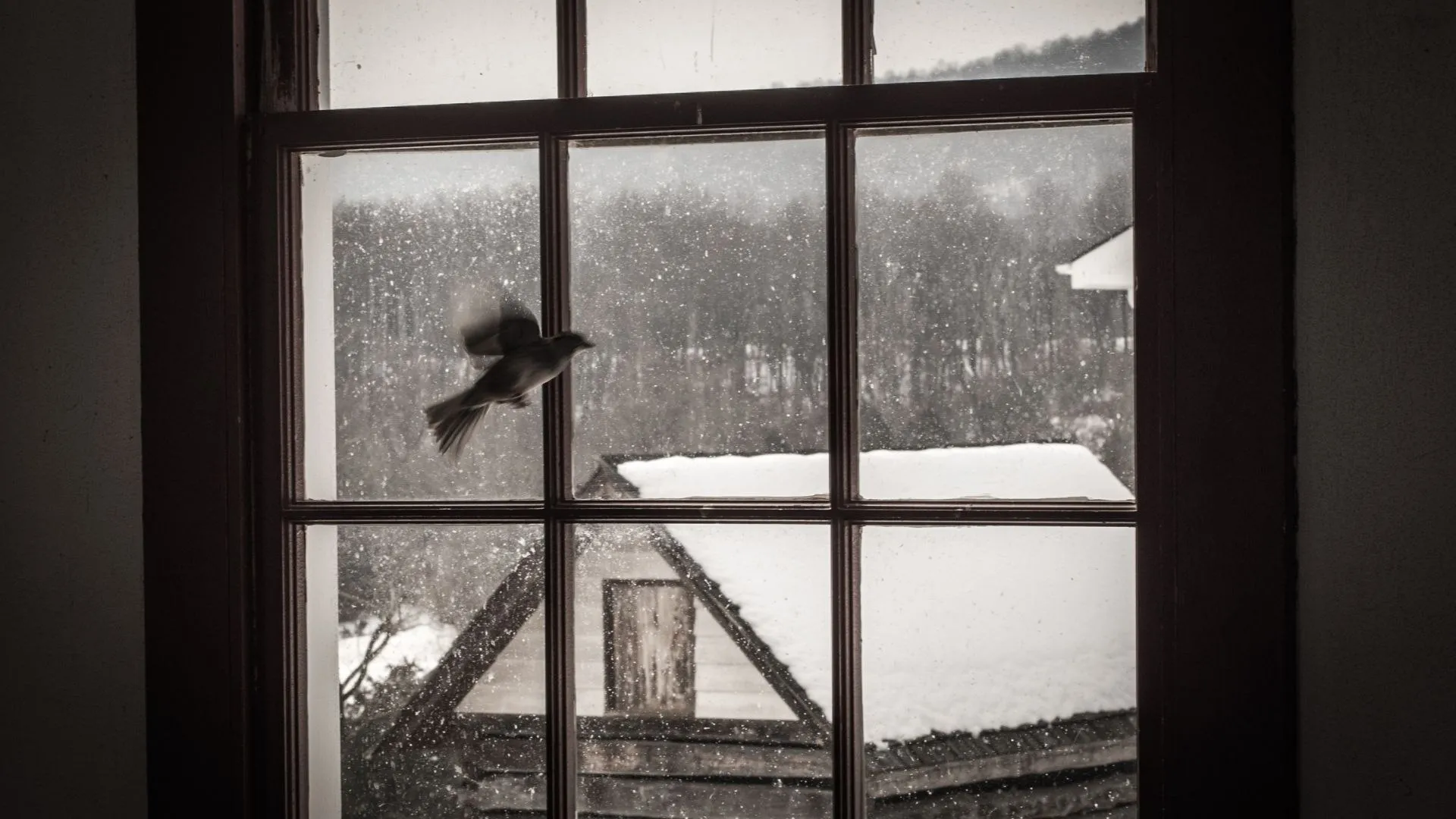 Windows bird. Птицы на окна. Птицы за окном. Птица бьется в окно. Птица на подоконнике.