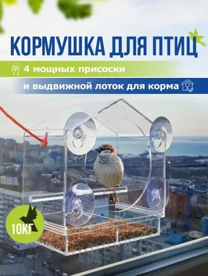 Синица за окном. Фотограф Анатолий Тимофеев