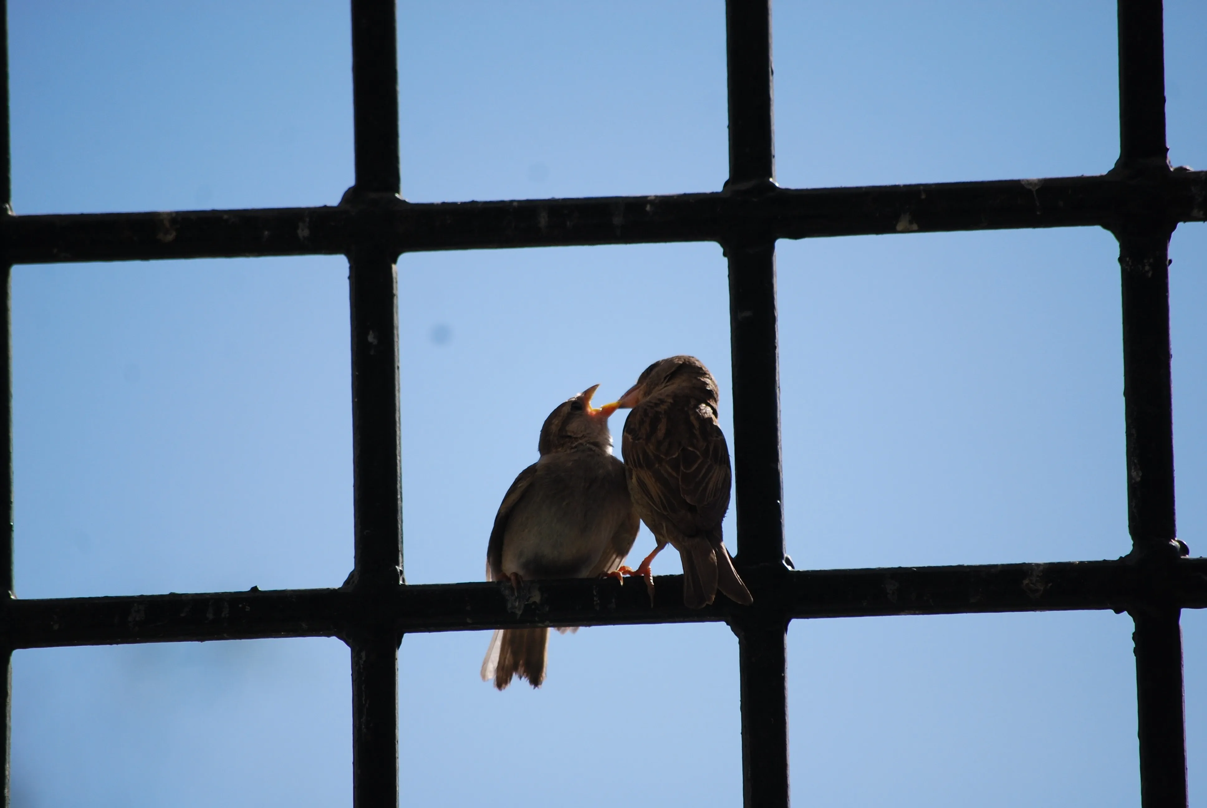Птицы ударились в окно дома. Птицы за окном. Птицы на окна. Птицы за окном картинки. Птичка на окне тюрьмы.