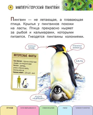 Книга Все насекомые, птицы, рыбы с крупными буквами - купить детской  энциклопедии в интернет-магазинах, цены на Мегамаркет | 13750