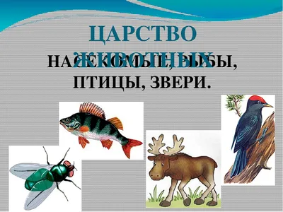 картинки : птица, лист, цветок, животное, Дикая природа, Зеленый, насекомое,  биология, Бабочка, Рыжих, рыба, Фауна, Крупным планом, Птицы, Животные,  Бразилия, мир животных, Тропические птицы, Макросъемка, Uirapuru, Сетка  тумана 4608x3456 - - 671015 ...