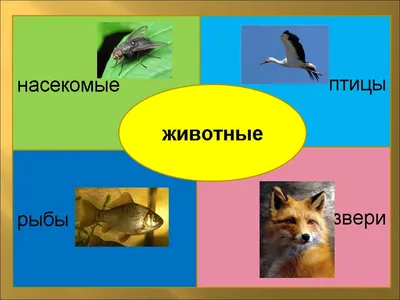 Животные. Детская энциклопедия - купить книгу Животные. Детская  энциклопедия в Минске — Издательство АСТ на OZ.by