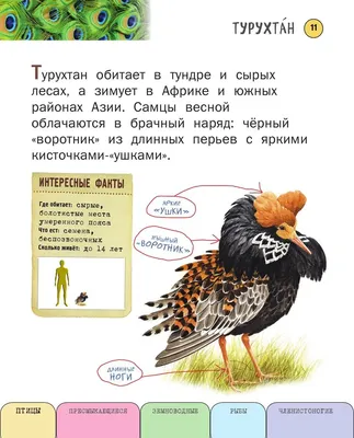 Насекомые рыбы птицы звери фото. Необычный окрас животных!
