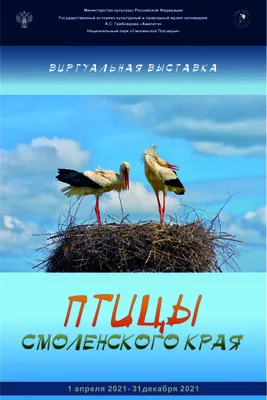 Мухоловки-пеструшки могут переходить на немоногамные отношения при  изменении условий окружающей среды • Владимир Гриньков • Новости науки на  «Элементах» • Орнитология, Этология