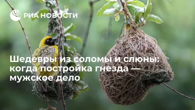 Аист