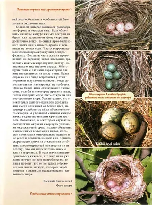Милые птицы, живущие в гнезде Стоковое Фото - изображение насчитывающей  даты, померанцово: 162990866