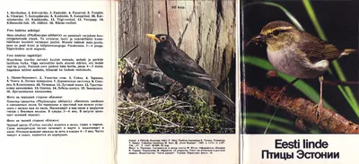 ВИРТУАЛЬНАЯ ФОТОВЫСТАВКА «ПТИЦЫ СМОЛЕНСКОГО КРАЯ» – Хмелита