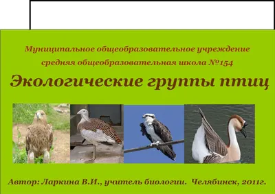 Пернатые семьи | Кот Шрёдингера
