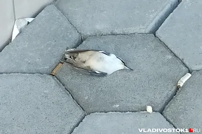 Уток-мандаринок снова встречают в пригороде Владивостока: фото