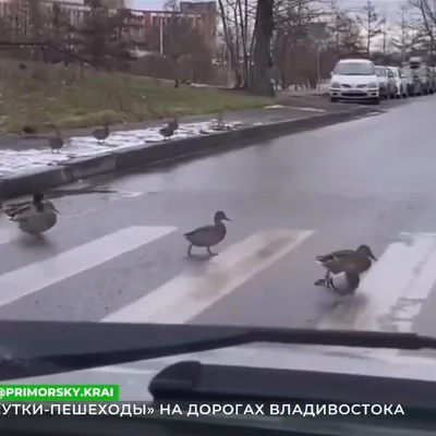 Увидеть птицу жизни: пять направлений для начинающих бёрдвотчеров - Статьи  и репортажи РГО