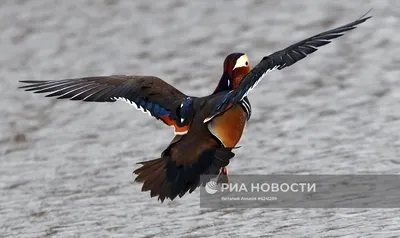 Недоступный символ Владивостока