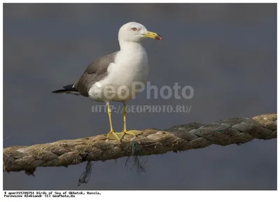 Фотография Чернохвостая чайка (Larus crassirostris). Птицы Владивостока. |  Фотобанк ГеоФото/GeoPhoto | GetImages Group