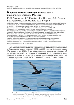 Ларги с приходом весны все ближе подплывают к берегам Владивостока -  PrimaMedia.ru