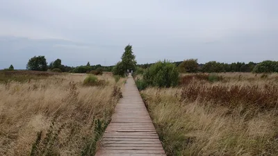 Утки - мандаринки в пригороде Владивостока | РИА Новости Медиабанк
