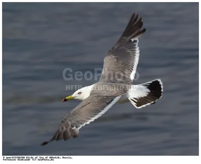 Фотография Чернохвостая чайка (Larus crassirostris). Птицы Владивостока. |  Фотобанк ГеоФото/GeoPhoto | GetImages Group