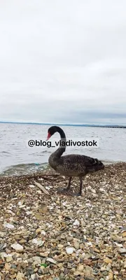 Их убивает голод, а не холод»: «Комсомолка» рассказала, как выживают  зимующие птицы в Приморье - KP.RU
